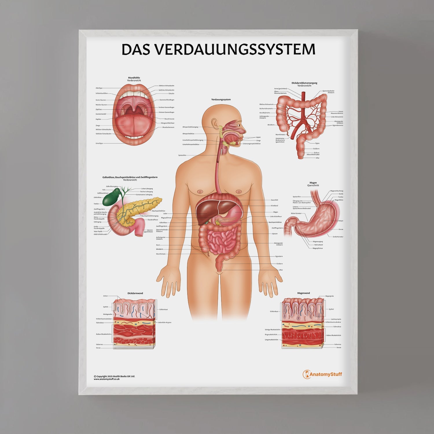 Das Verdauungssystem Chart / Poster - German