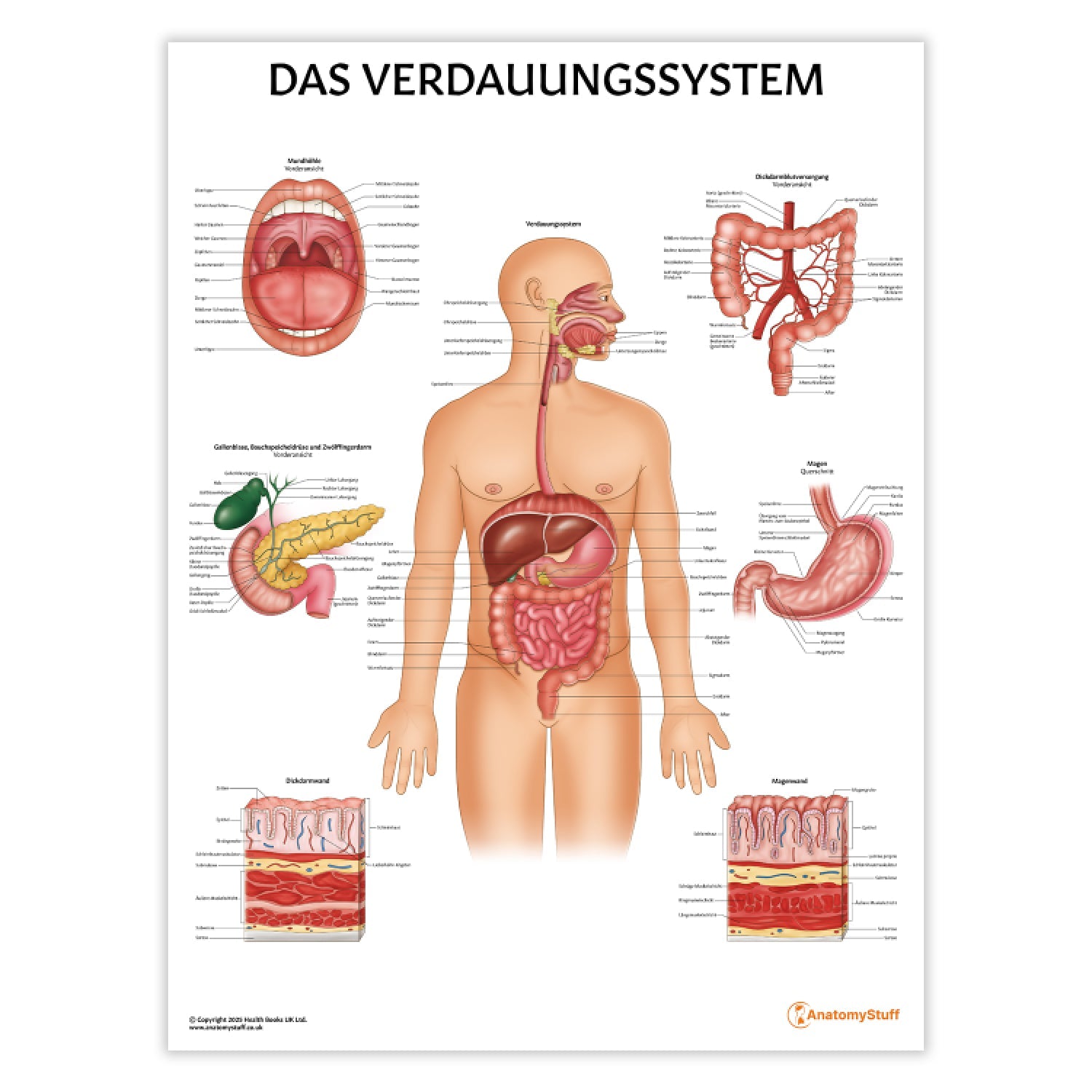 Das Verdauungssystem Chart / Poster - German
