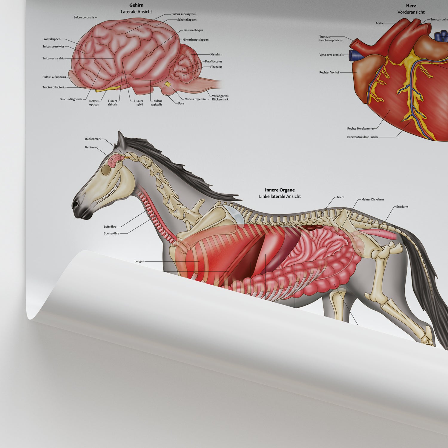 Innere Anatomie des Pferdes Chart / Poster - German