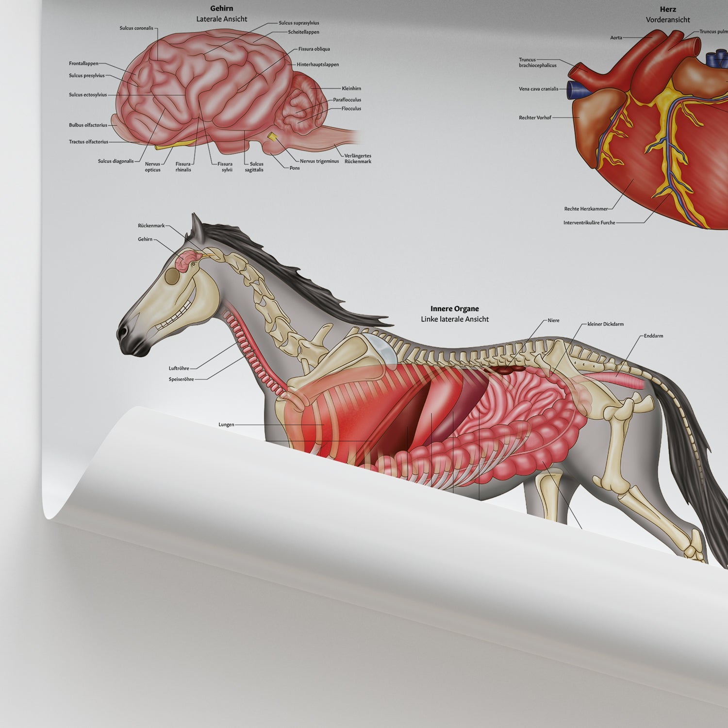 Innere Anatomie des Pferdes Chart / Poster - German