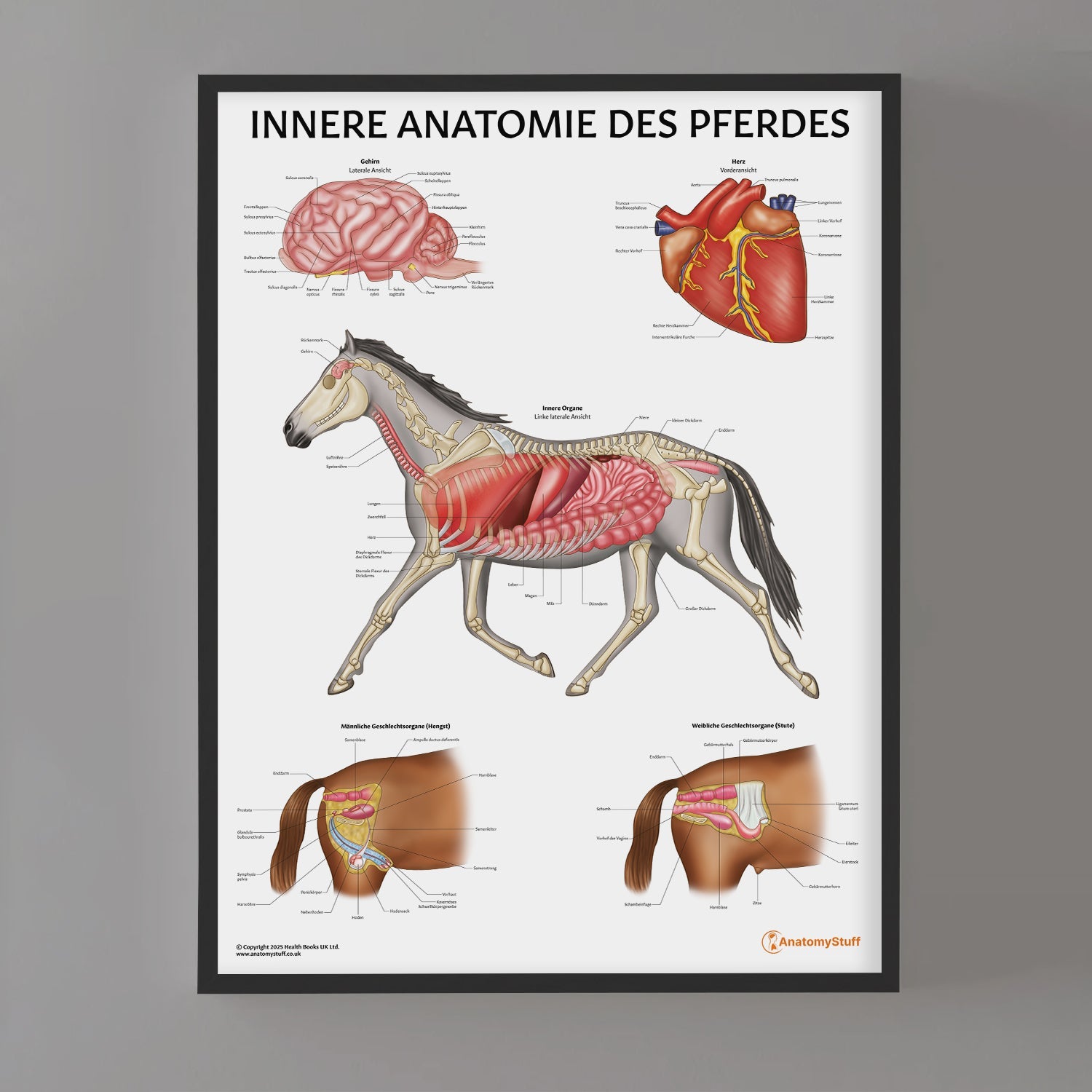 Innere Anatomie des Pferdes Chart / Poster - German