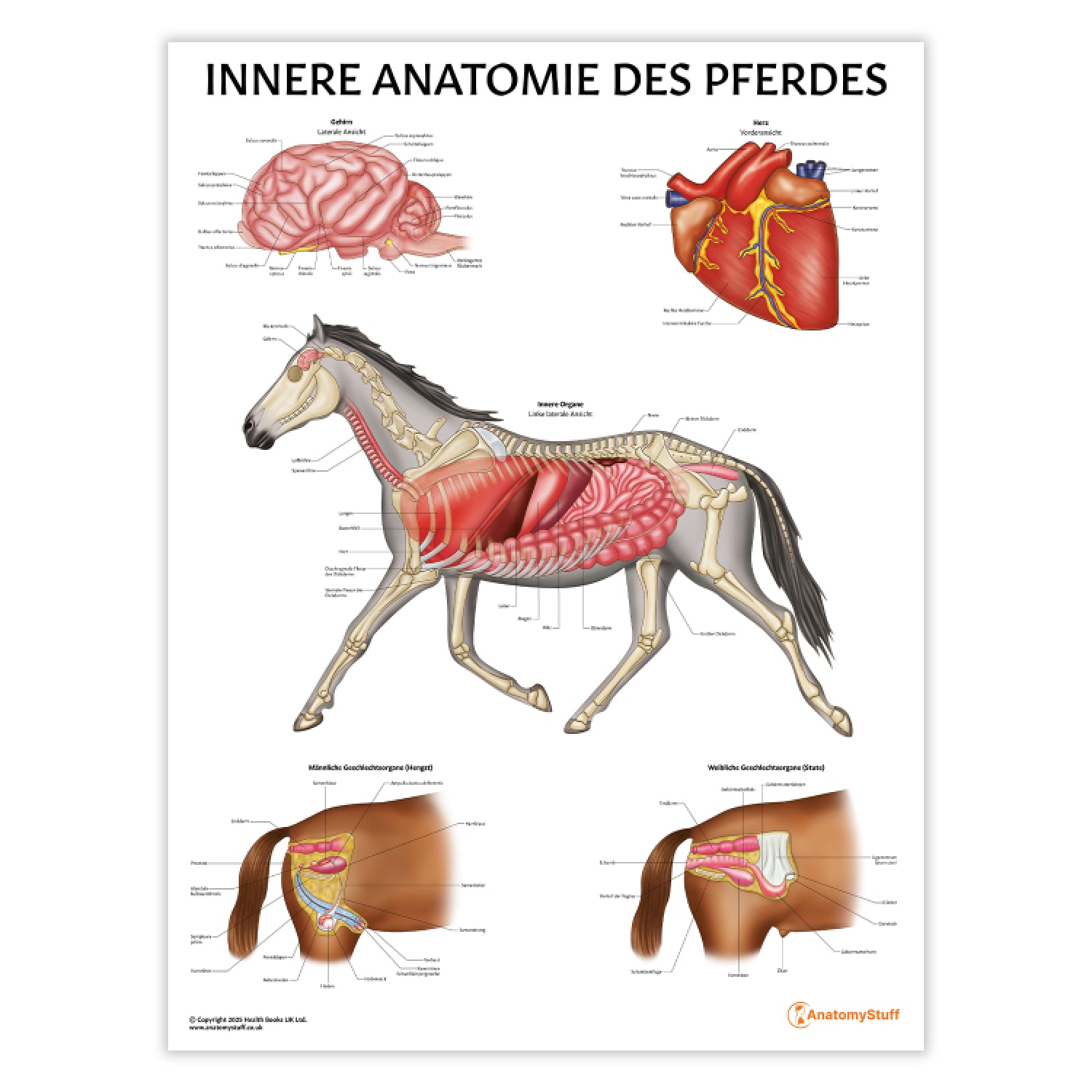 Innere Anatomie des Pferdes Chart / Poster - German