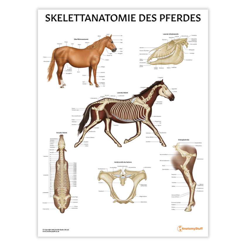 Skelettanatomie des Pferdes Chart / Poster - German