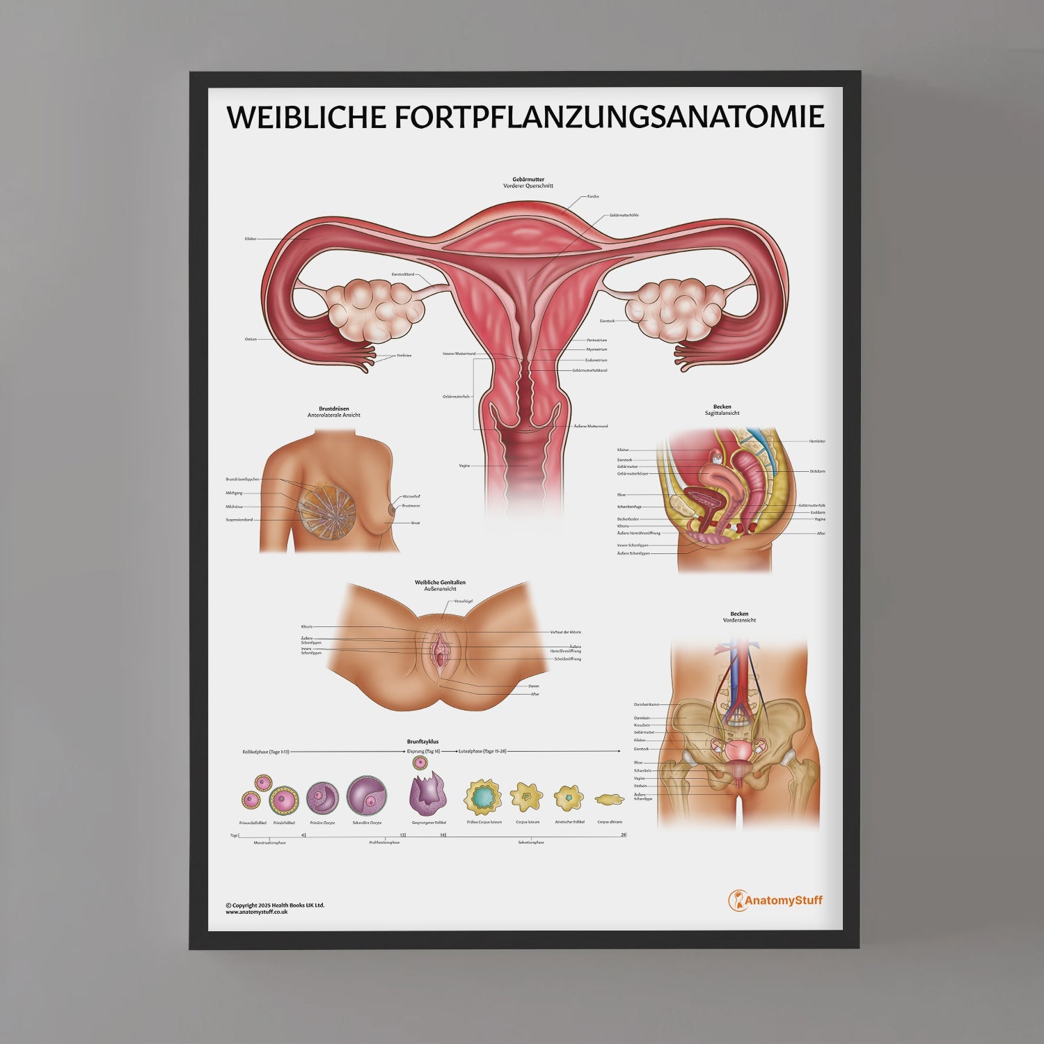 Weibliche Fortpflanzungsanatomie Chart / Poster - German
