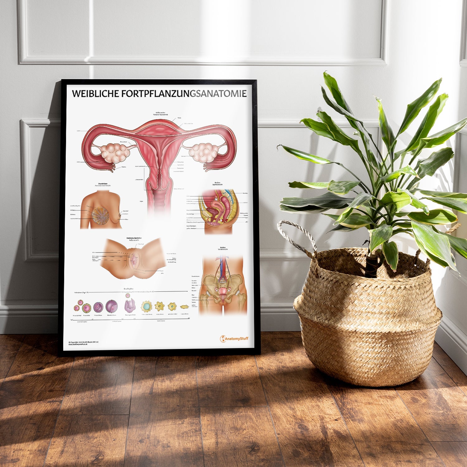 Weibliche Fortpflanzungsanatomie Chart / Poster - German