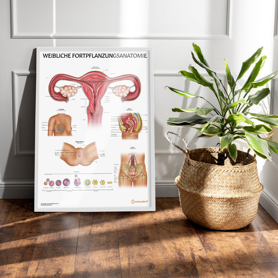 Weibliche Fortpflanzungsanatomie Chart / Poster - German