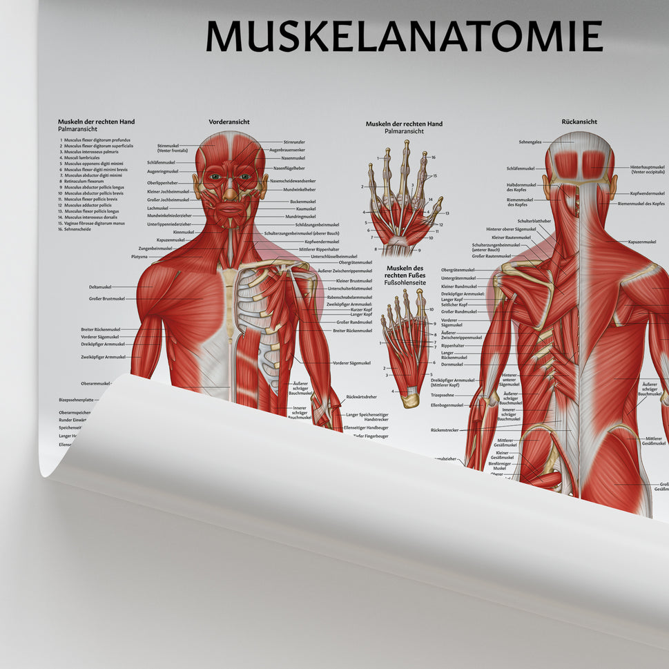 Muskelanatomie Chart / Poster - German