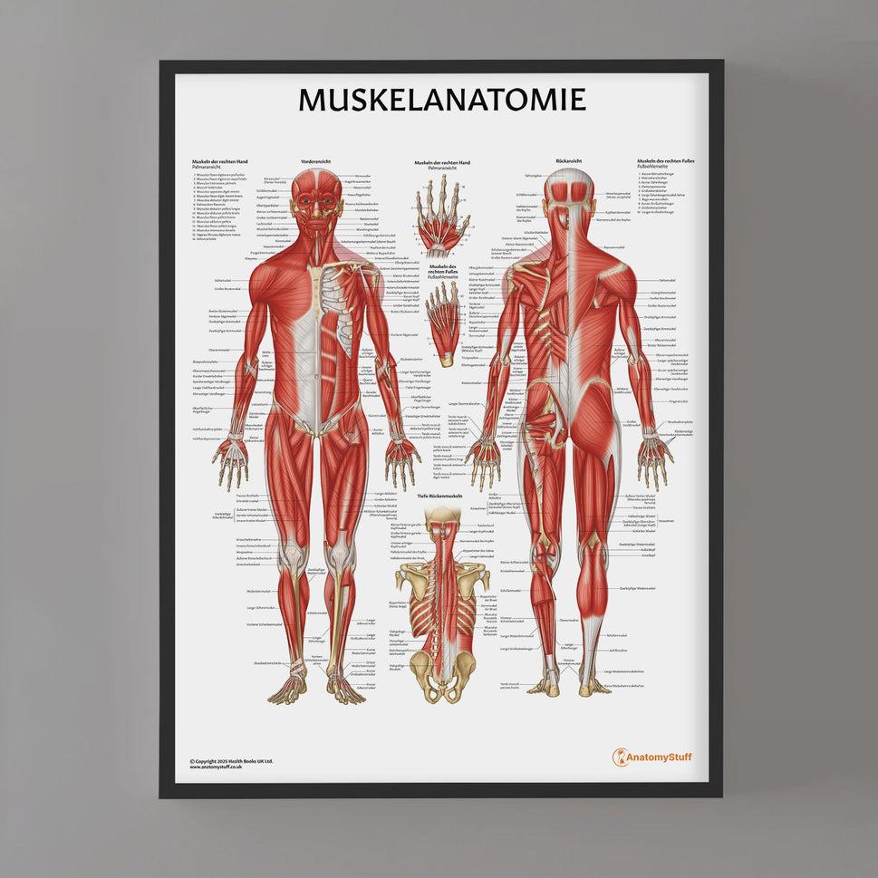 Muskelanatomie Chart / Poster - German