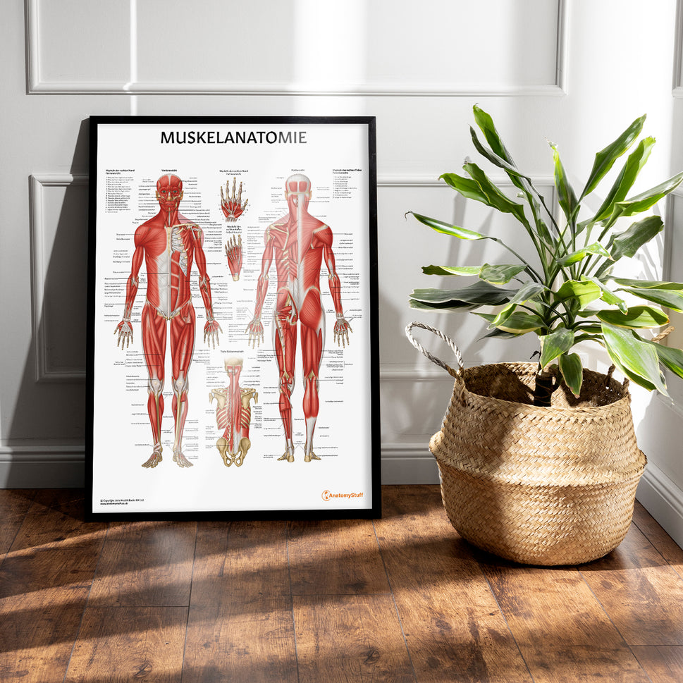 Muskelanatomie Chart / Poster - German
