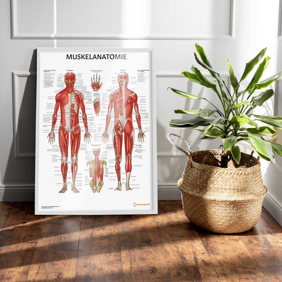 Muskelanatomie Chart / Poster - German