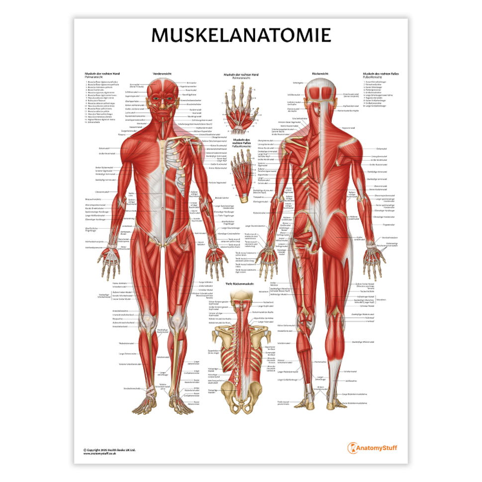 Muskelanatomie Chart / Poster - German