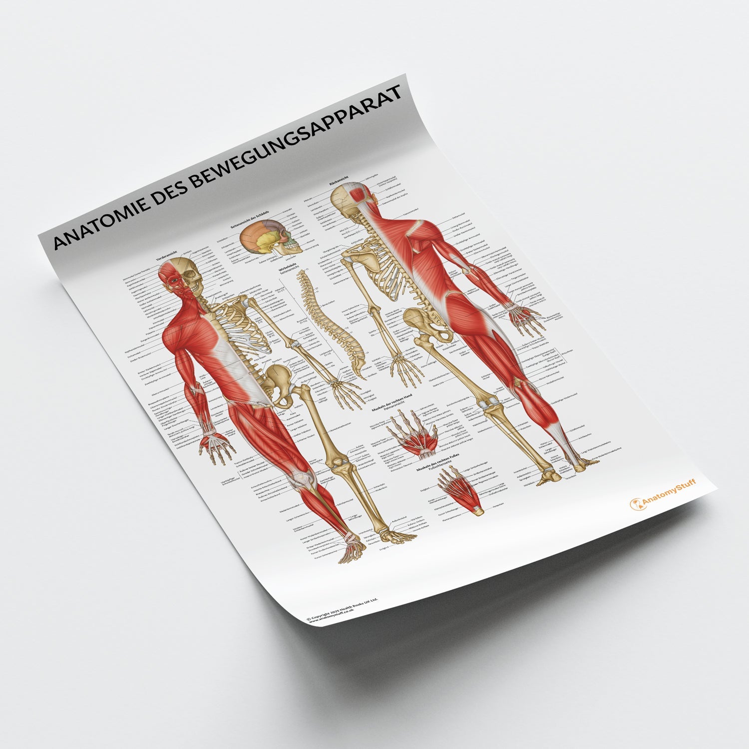 Anatomie des Bewegungsapparat Chart / Poster - German