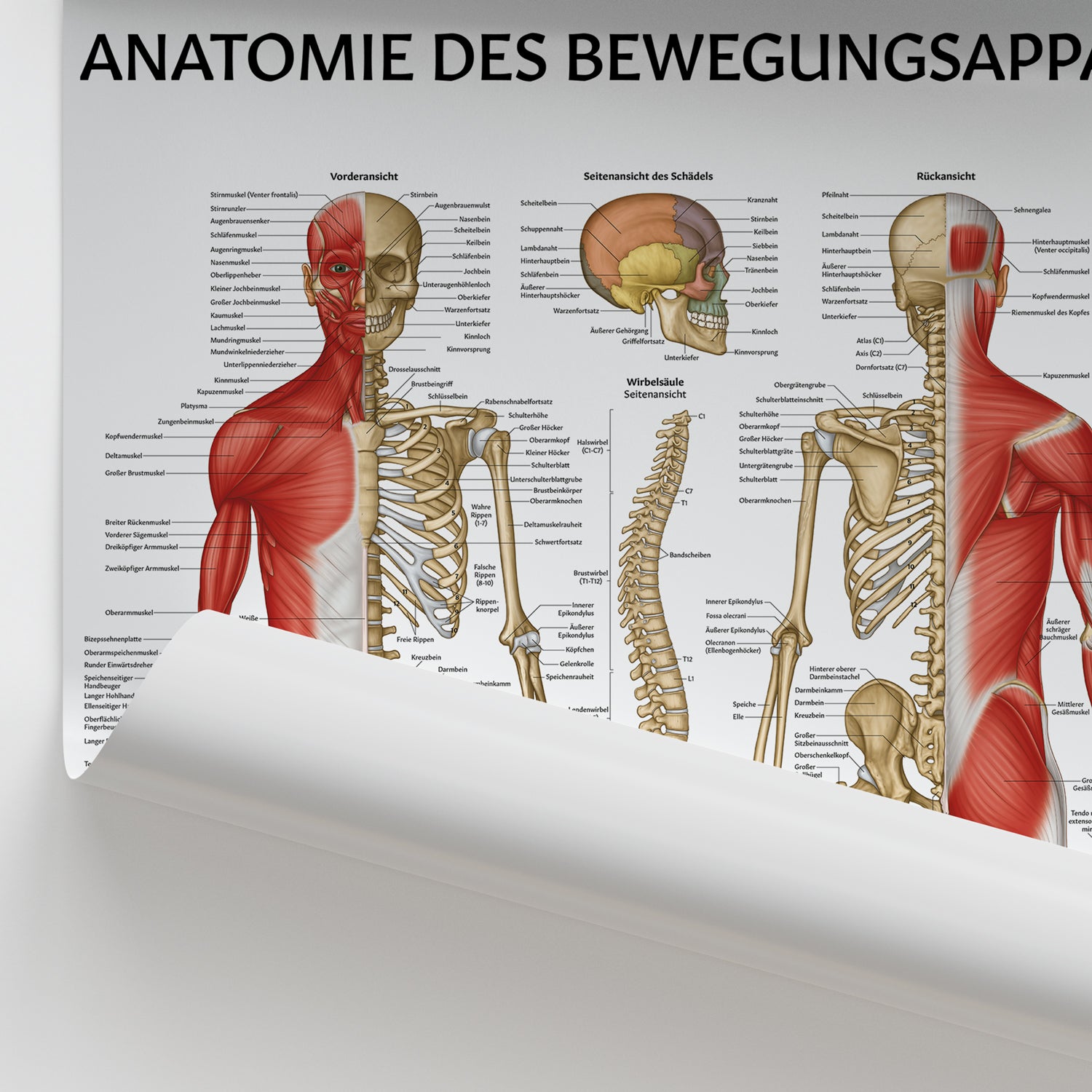 Anatomie des Bewegungsapparat Chart / Poster - German