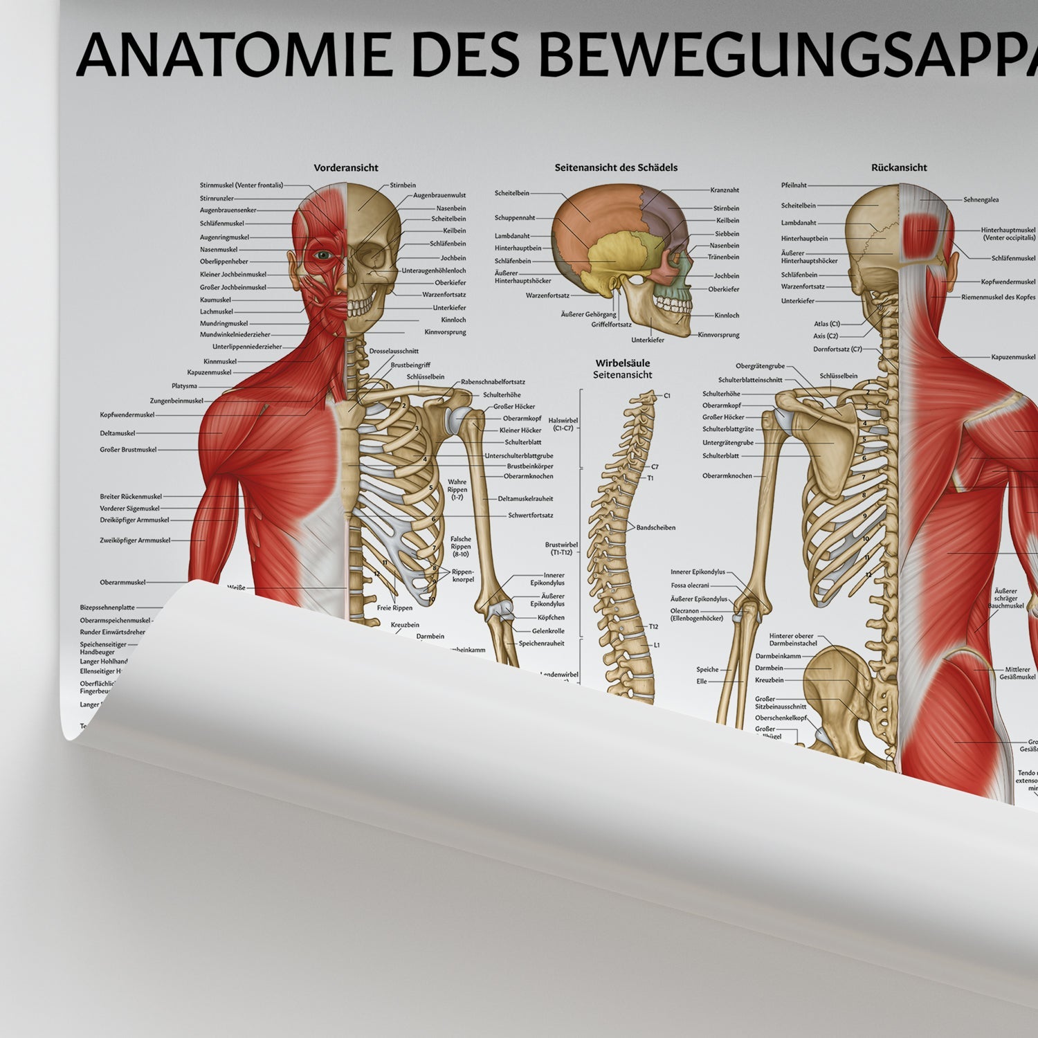 Anatomie des Bewegungsapparat Chart / Poster - German