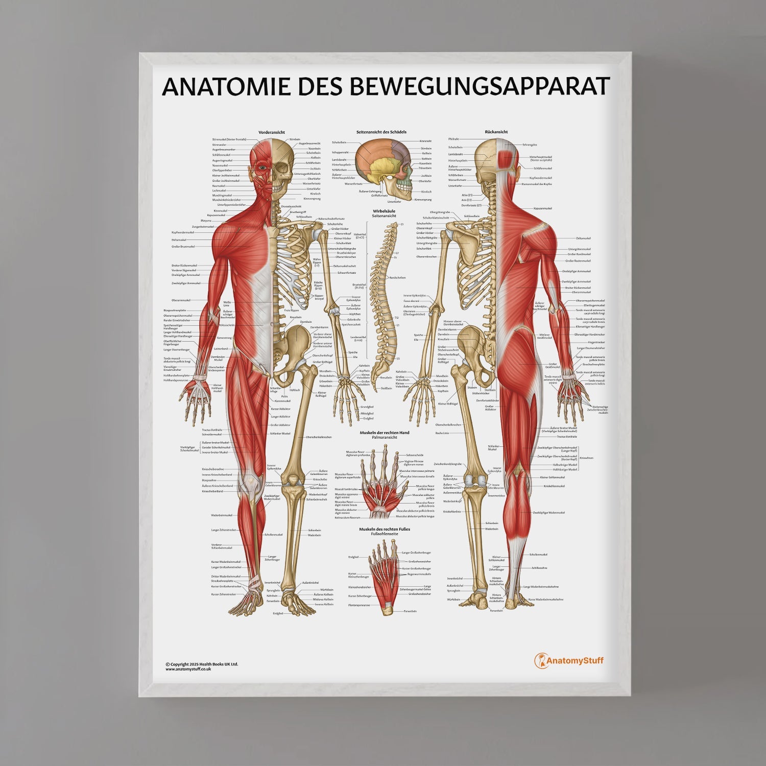 Anatomie des Bewegungsapparat Chart / Poster - German