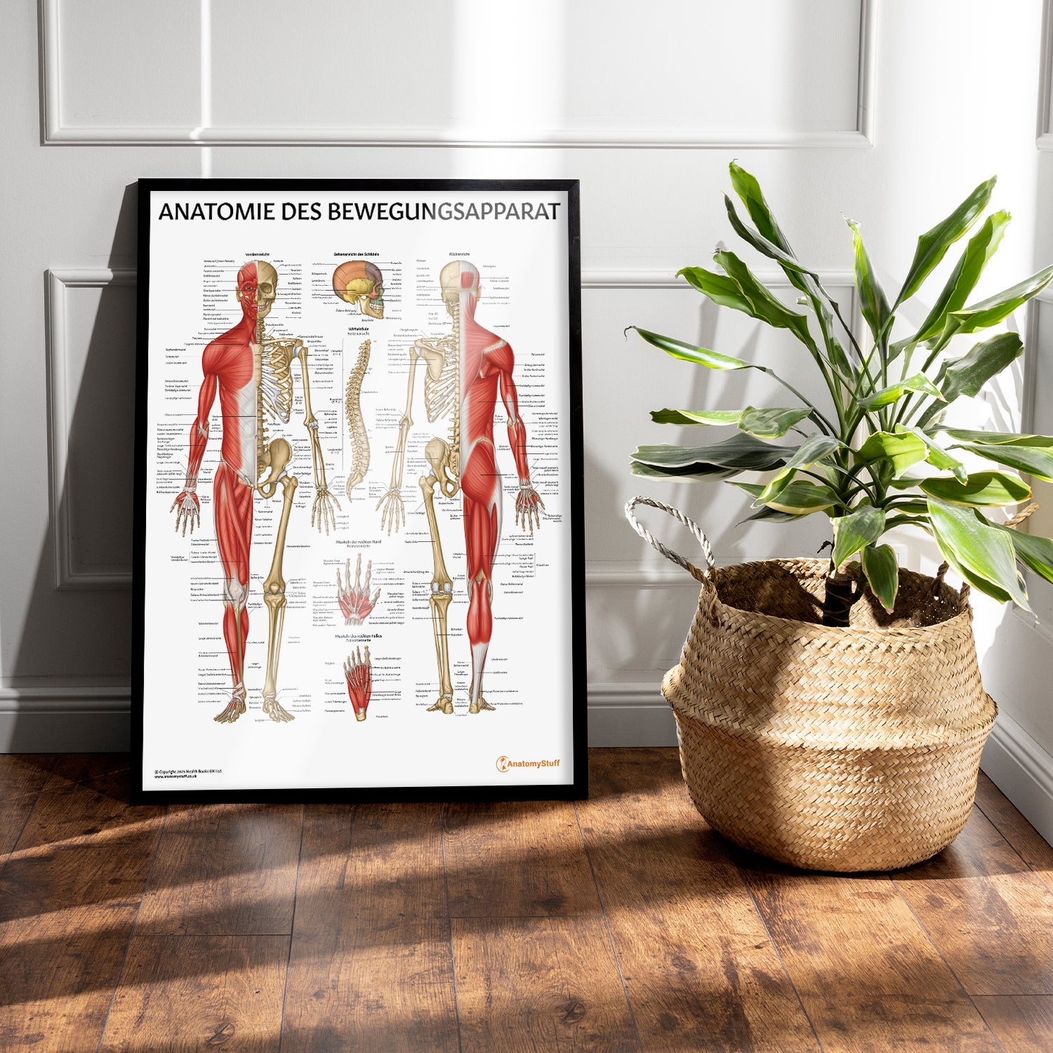 Anatomie des Bewegungsapparat Chart / Poster - German