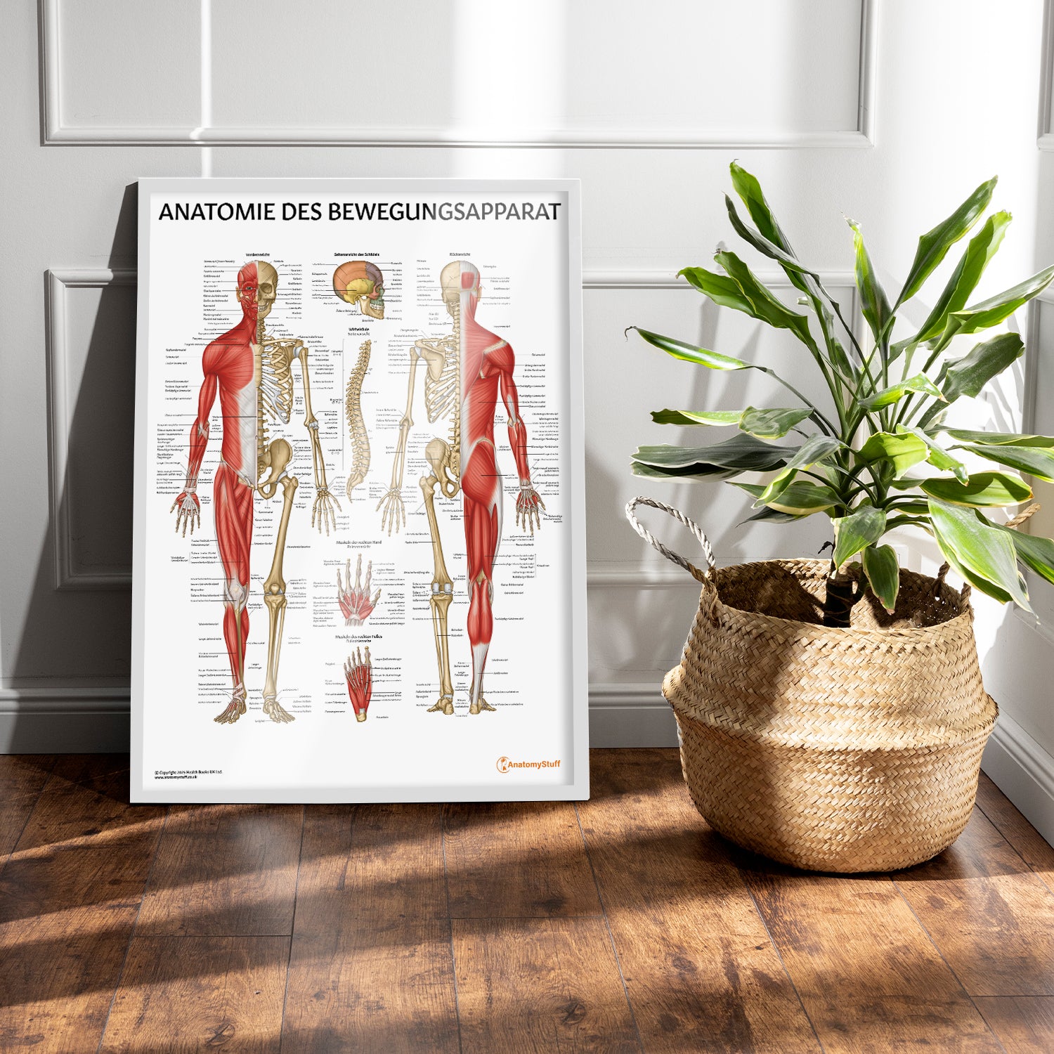 Anatomie des Bewegungsapparat Chart / Poster - German