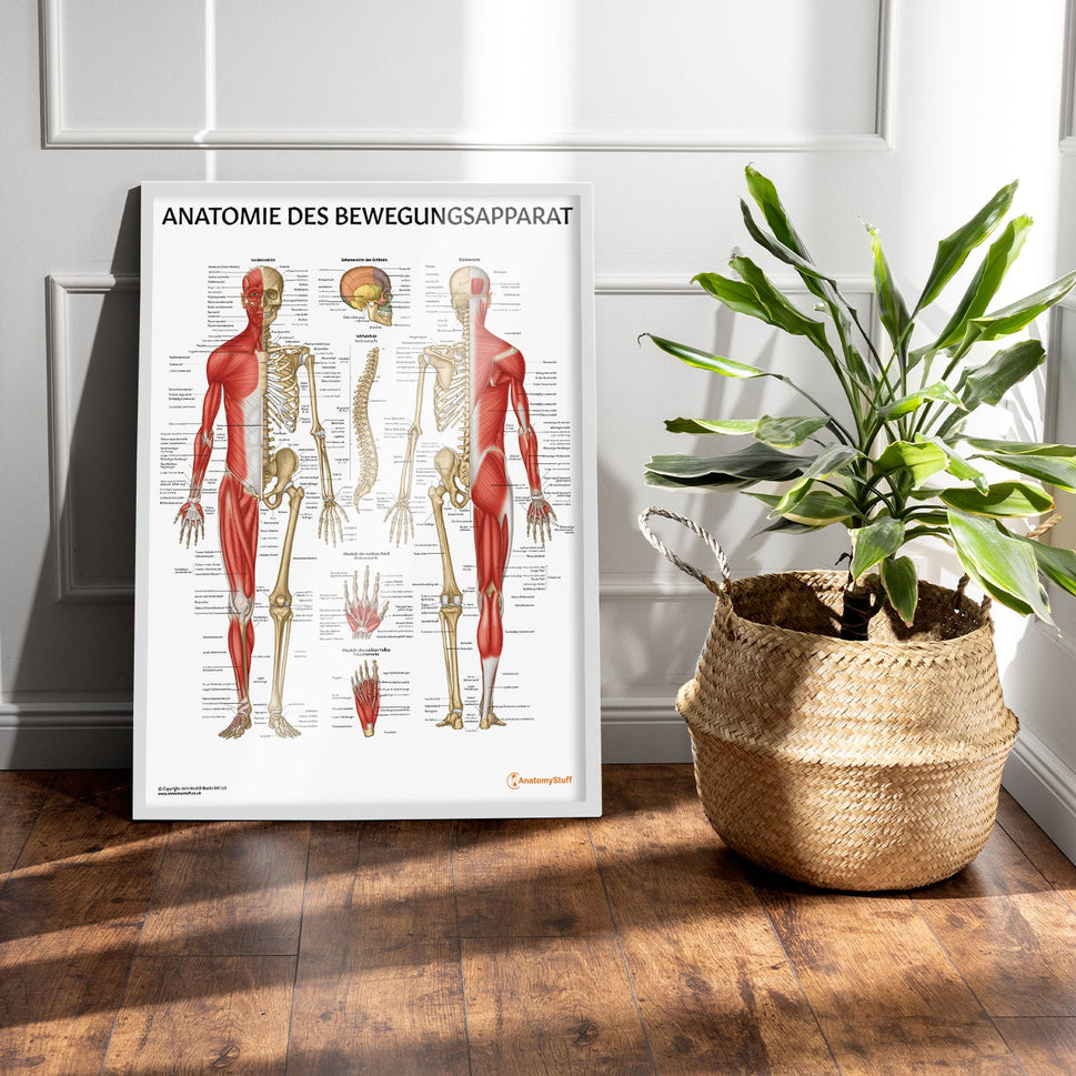 Anatomie des Bewegungsapparat Chart / Poster - German