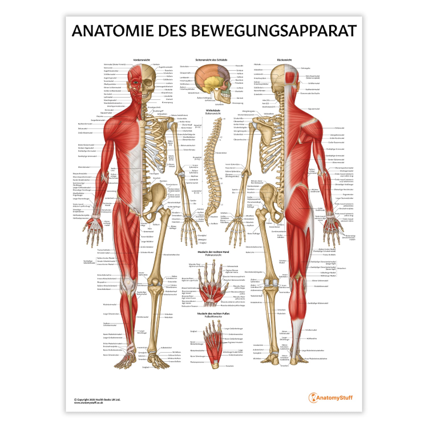 Anatomie des Bewegungsapparat Chart / Poster - German