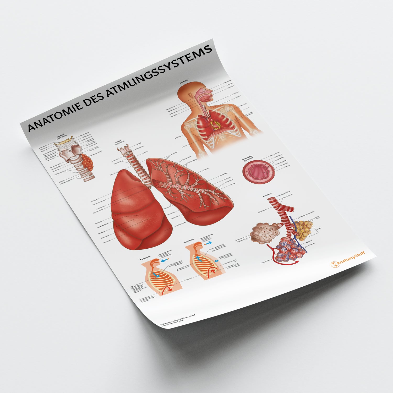 Anatomie des Atmungssystems Chart / Poster - German