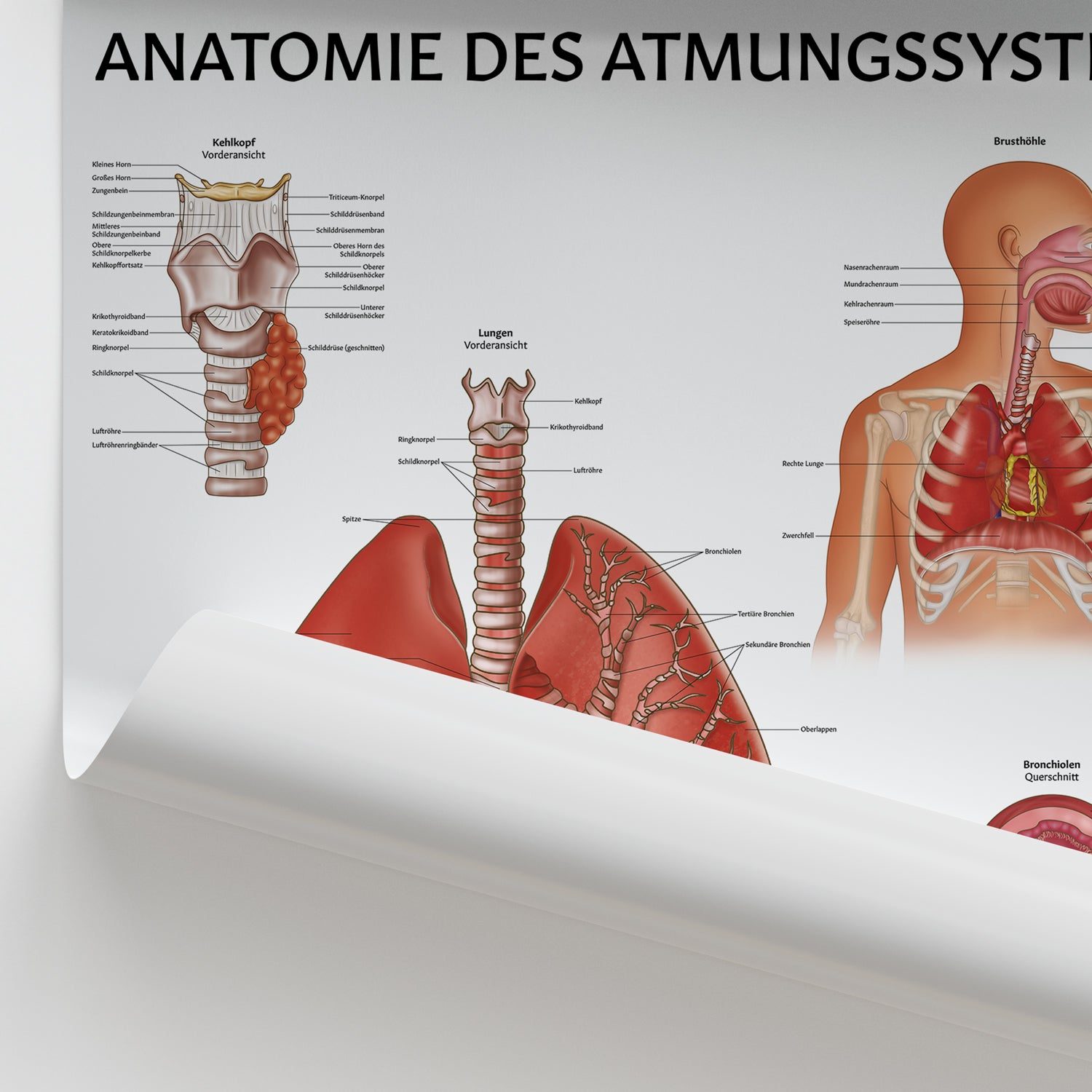 Anatomie des Atmungssystems Chart / Poster - German