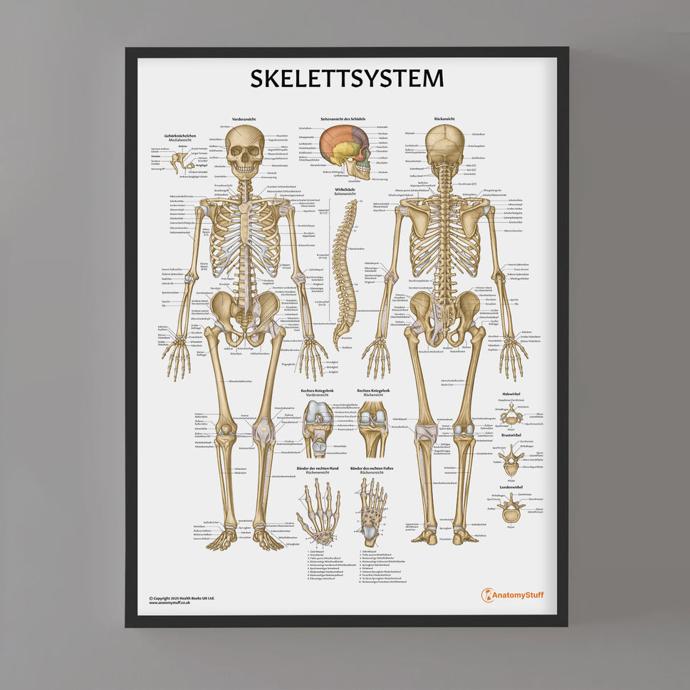 Skelettsystem Chart / Poster - German
