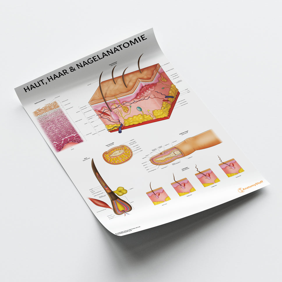 Haut, Haar & Nagelanatomie Chart / Poster - German