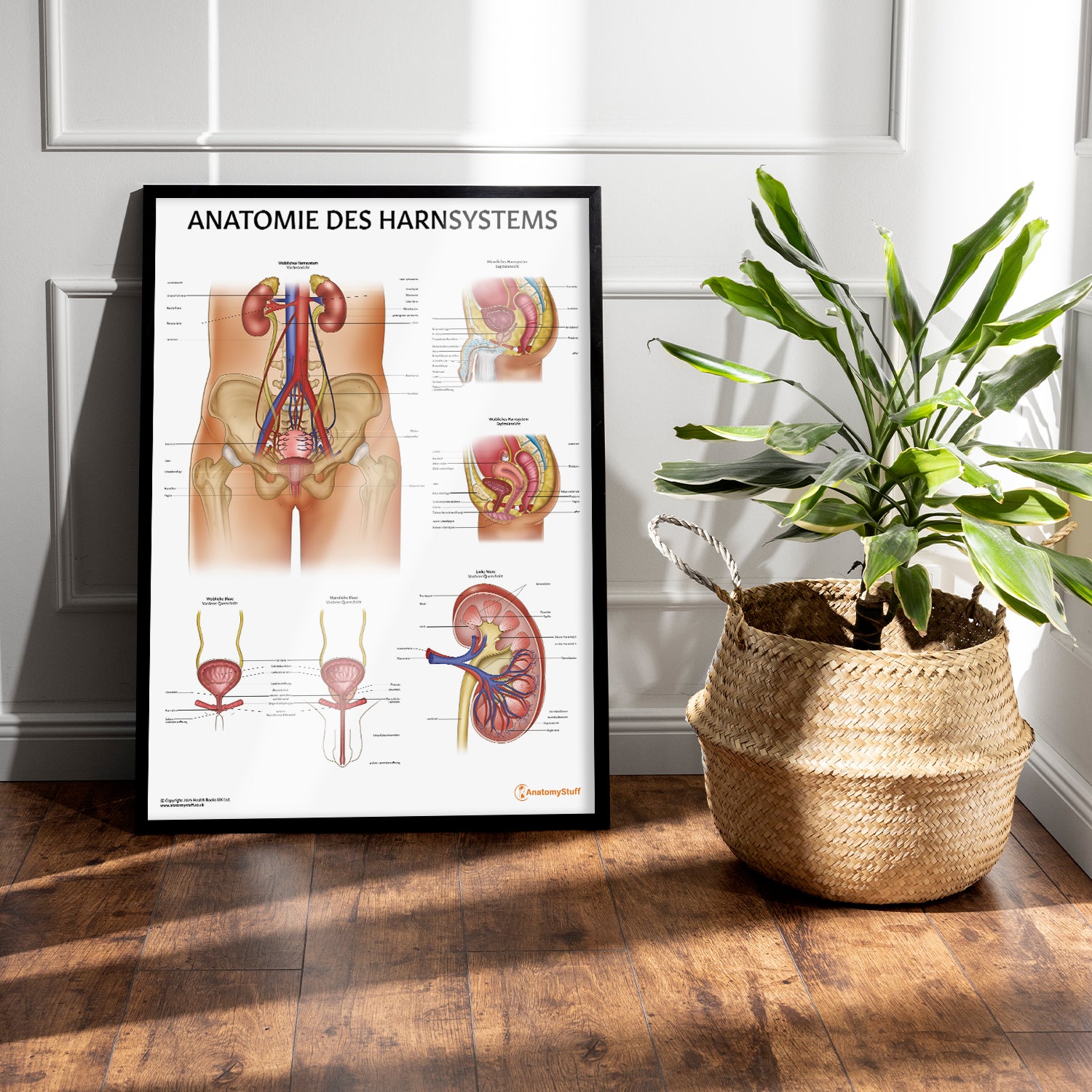 Anatomie des Harnsystems Chart / Poster - German