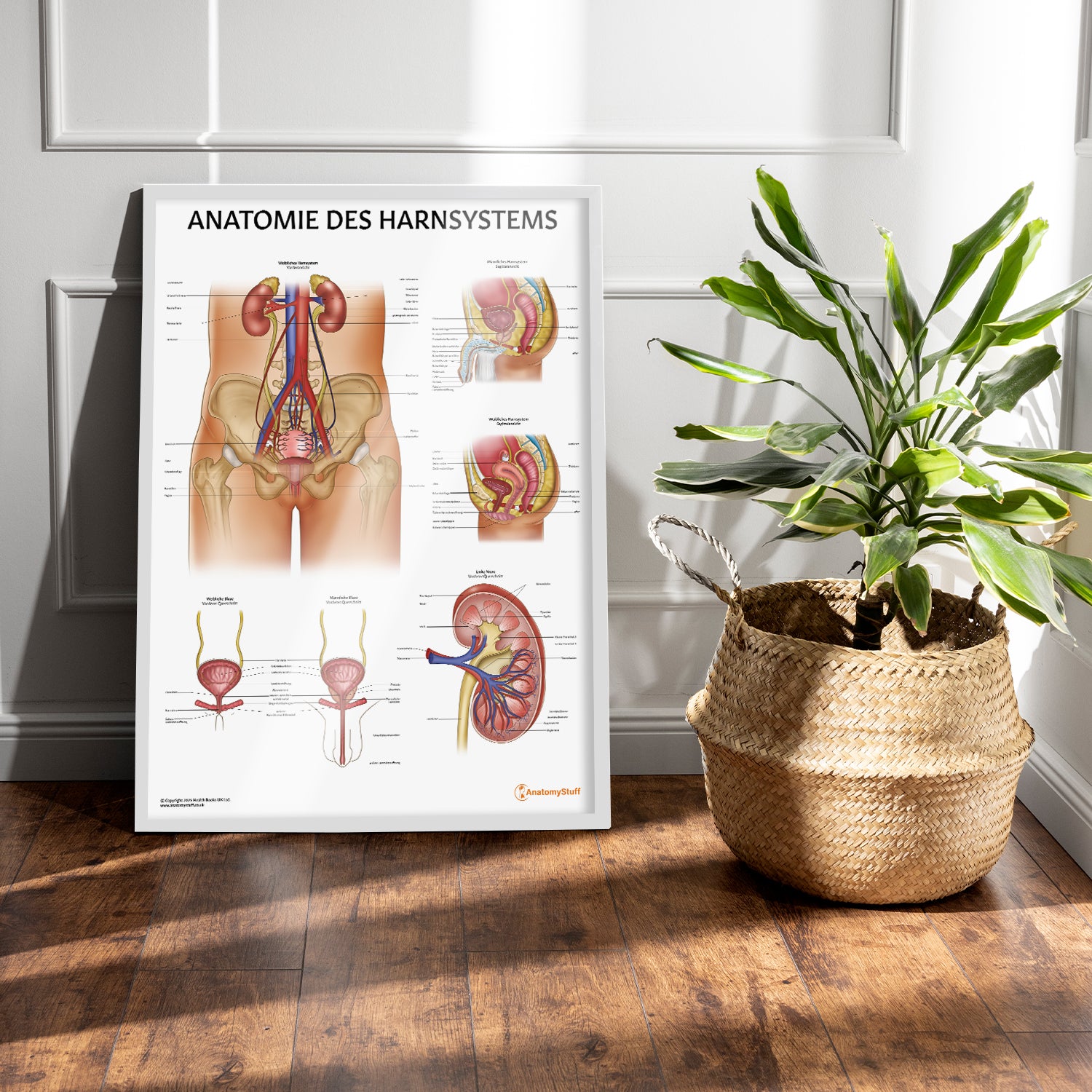Anatomie des Harnsystems Chart / Poster - German