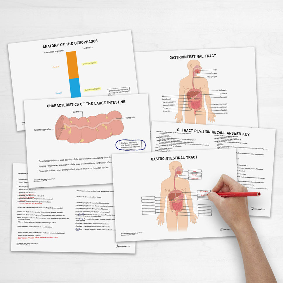 GI Tract  Anatomy Revision Worksheets (Interactive & Printable PDFs)