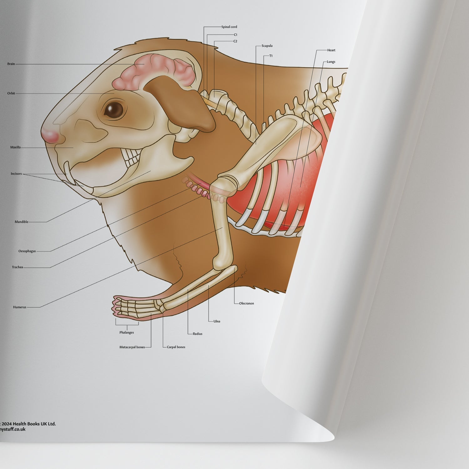 Guinea Pig Anatomy Chart / Poster