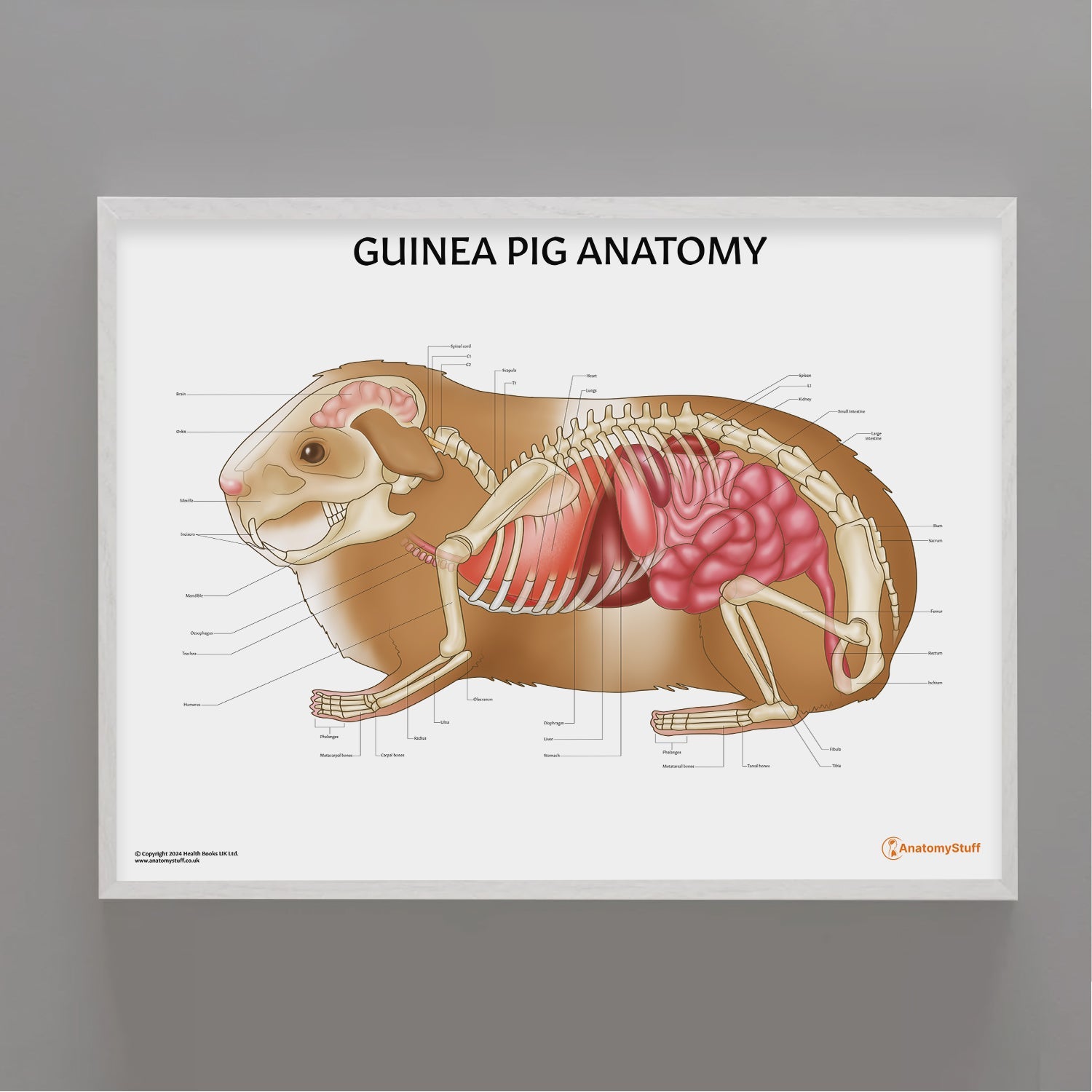 Guinea Pig Anatomy Chart / Poster