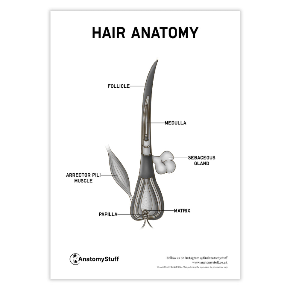 Hair Anatomy Poster PDF