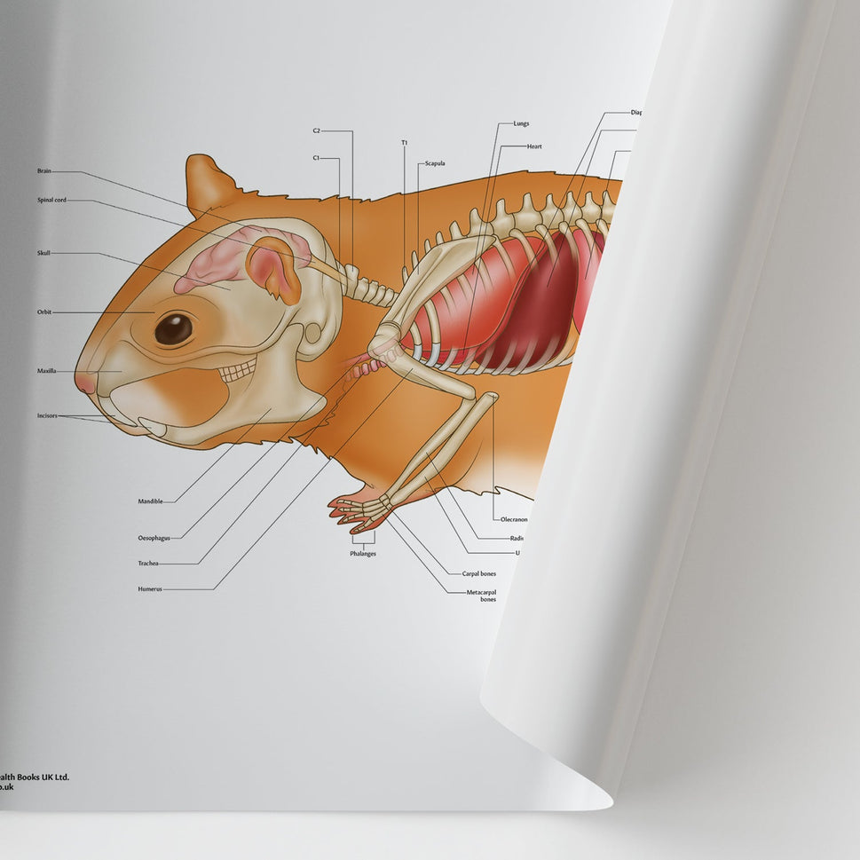 Hamster Anatomy Chart / Poster