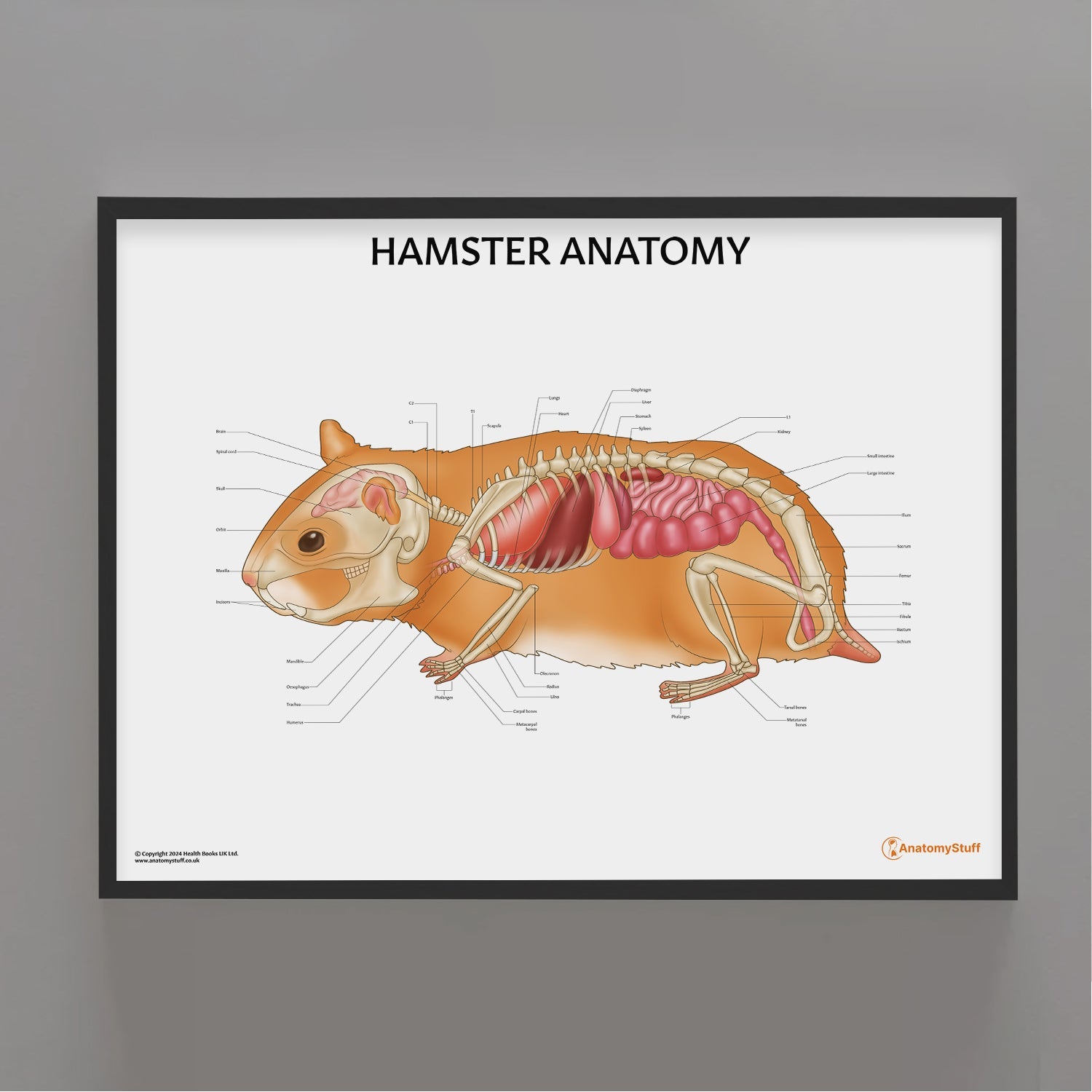 Hamster Anatomy Chart / Poster