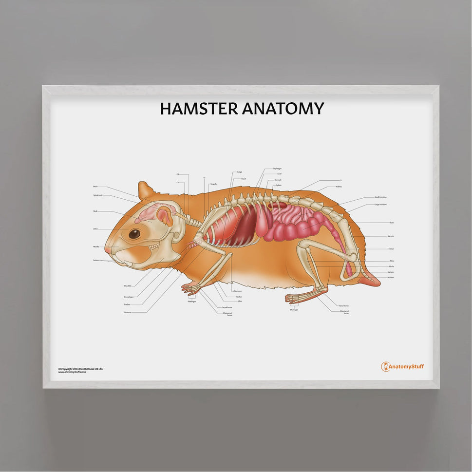 Hamster Anatomy Chart / Poster