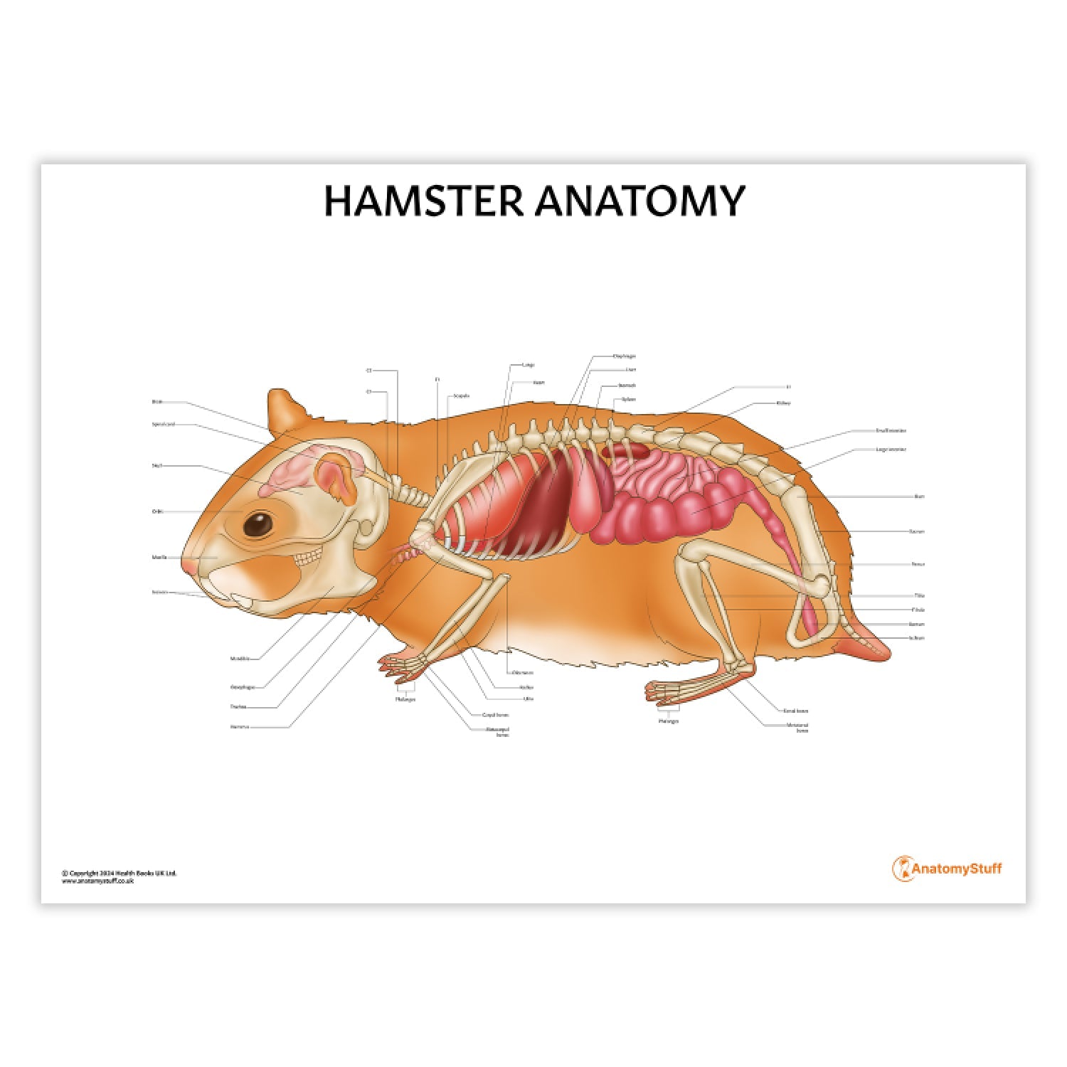 Hamster Anatomy Chart / Poster