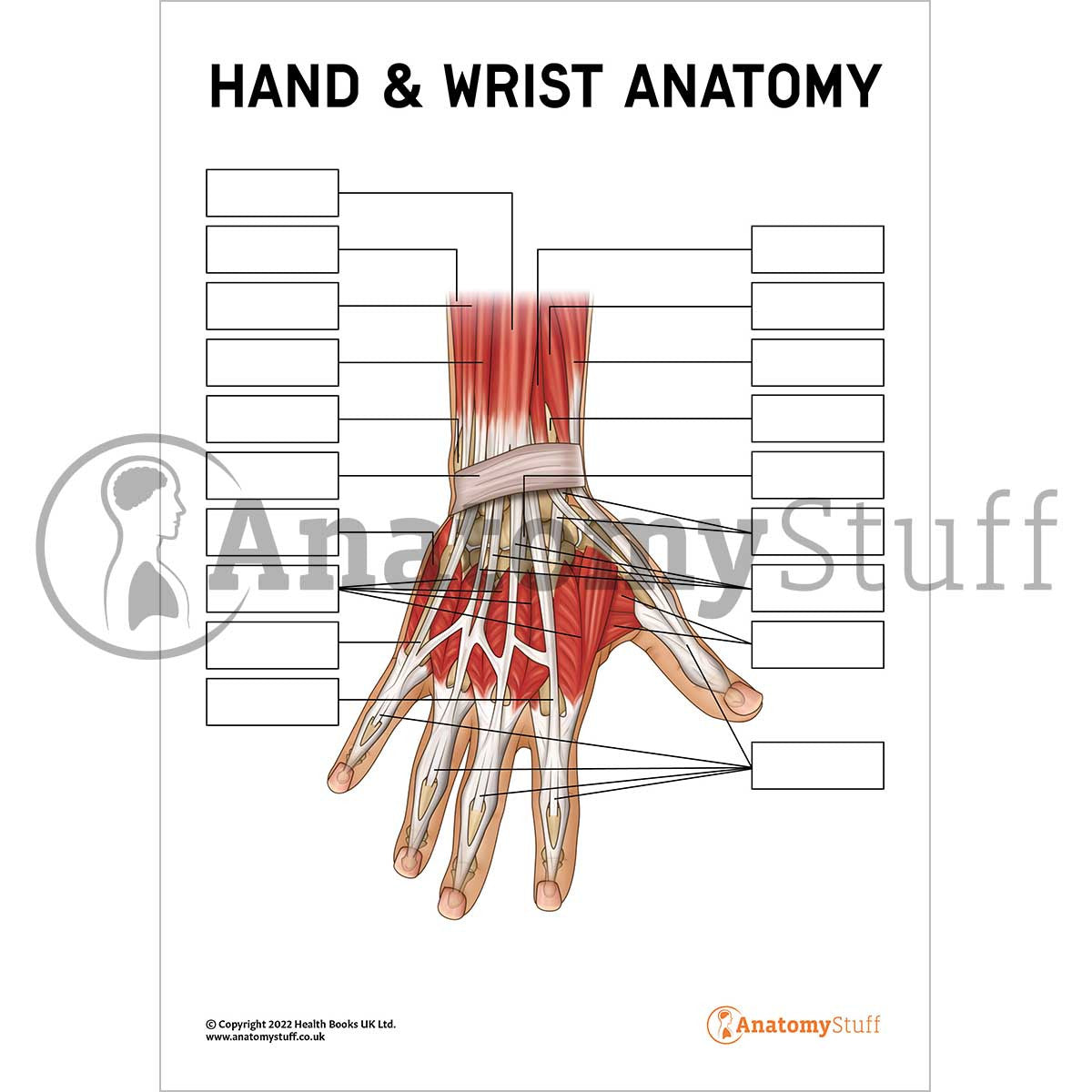 Hand & Wrist Anatomy Poster / Worksheet (Interactive & Printable PDF)