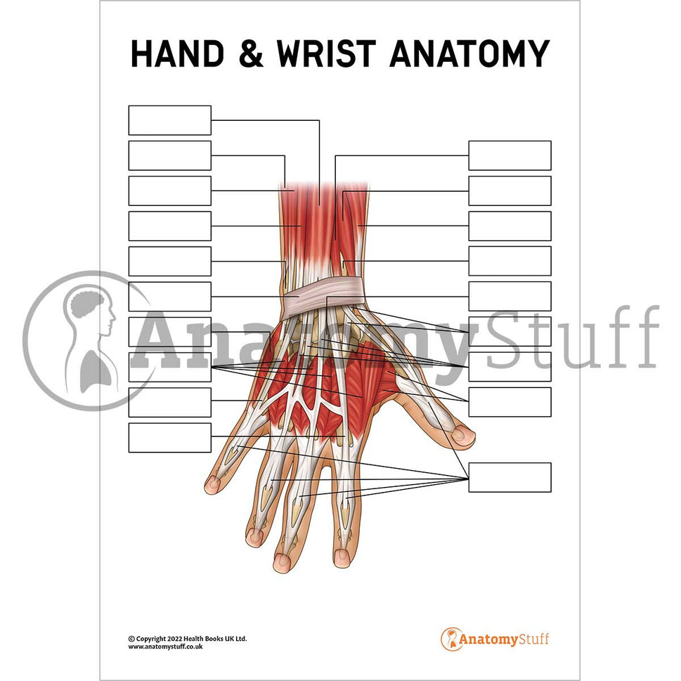 Hand & Wrist Anatomy Poster / Worksheet (Interactive & Printable PDF)