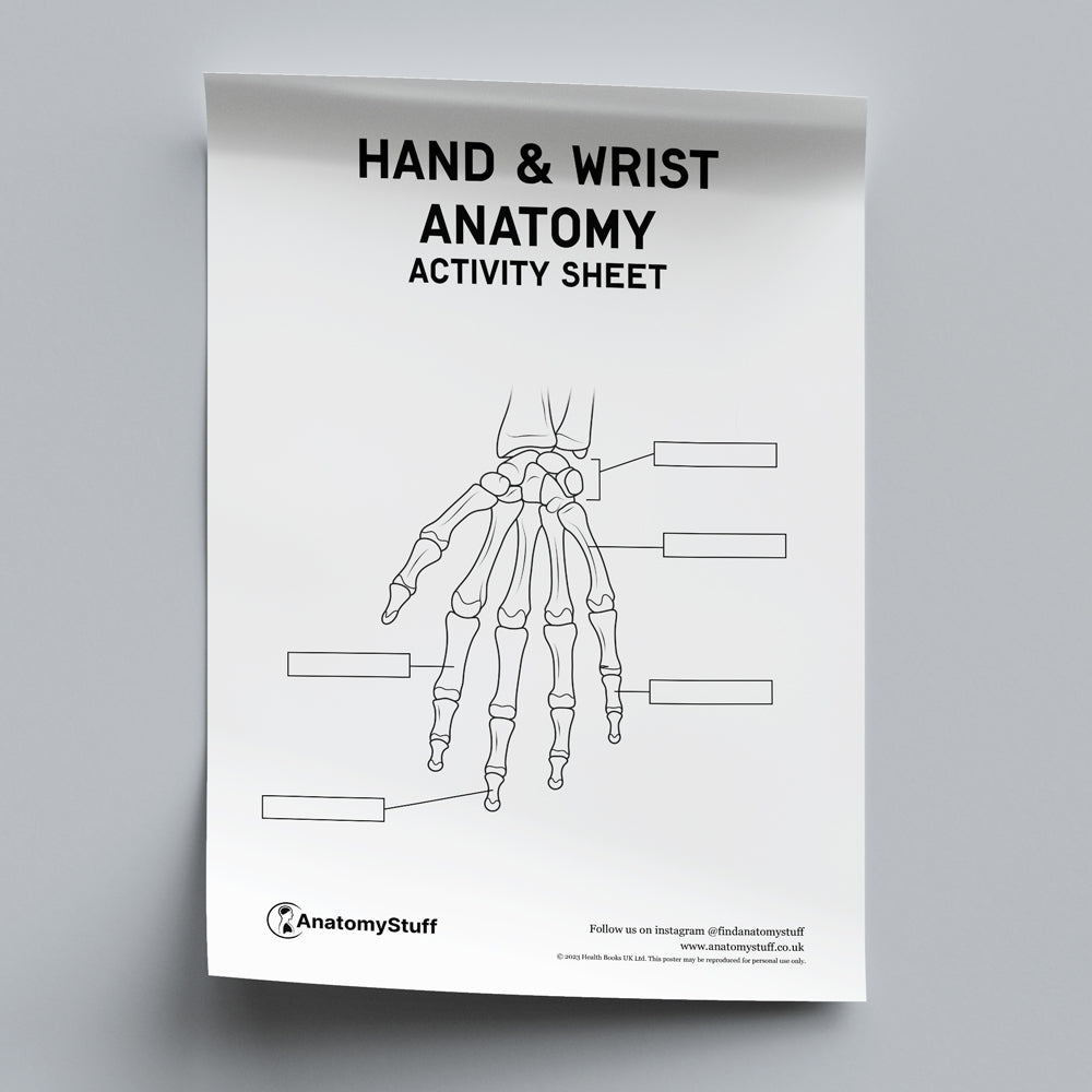 Hand & Wrist Anatomy Activity Sheet PDF