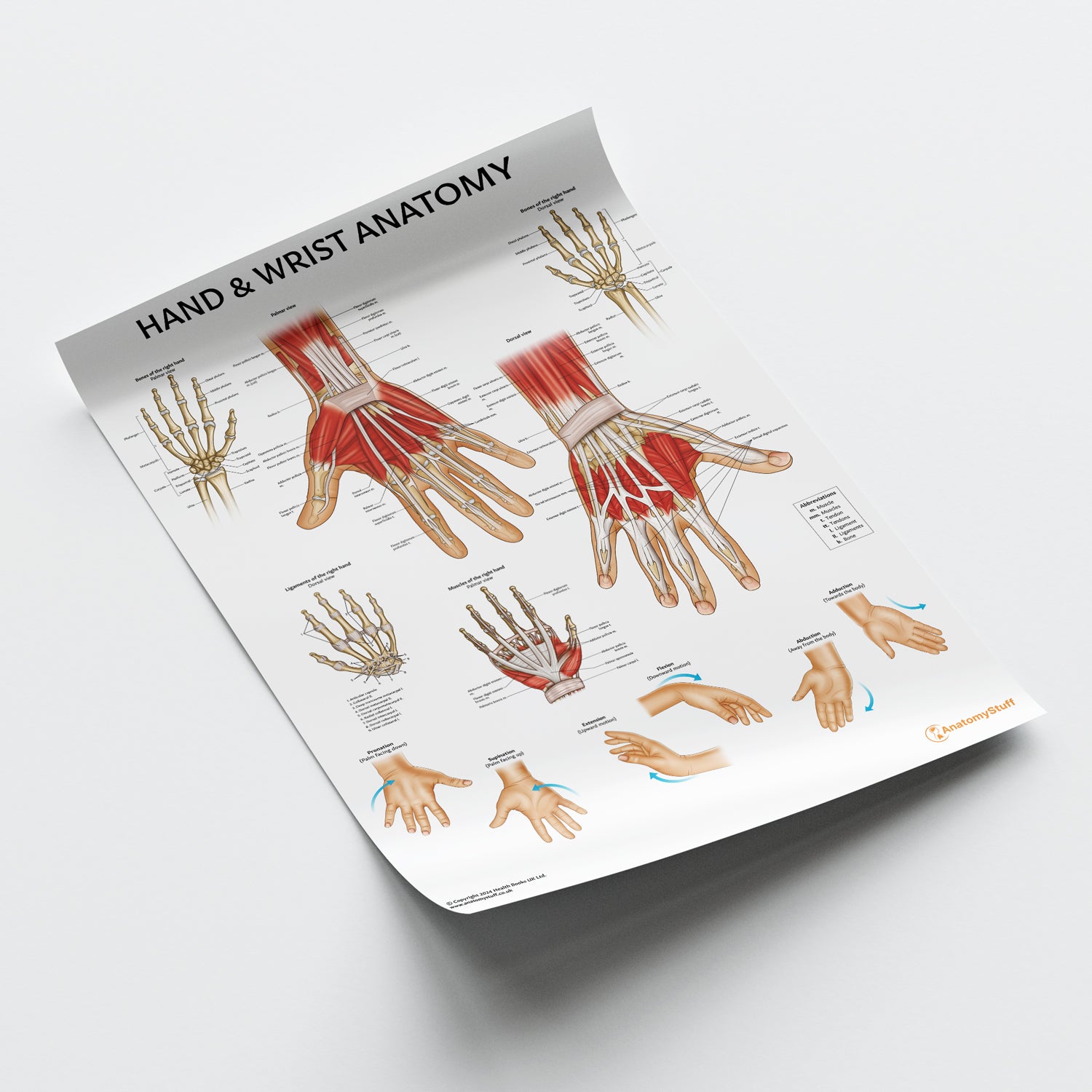Hand & Wrist Anatomy Chart / Poster