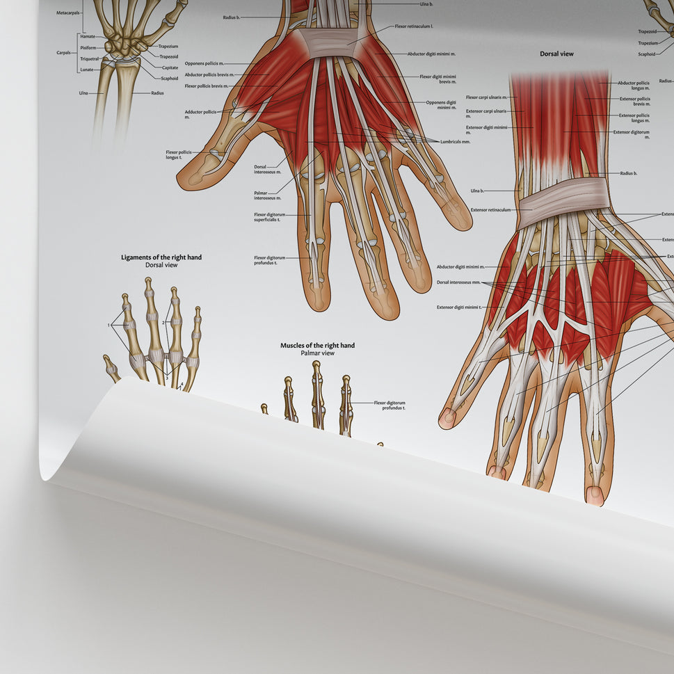 Hand & Wrist Anatomy Chart / Poster