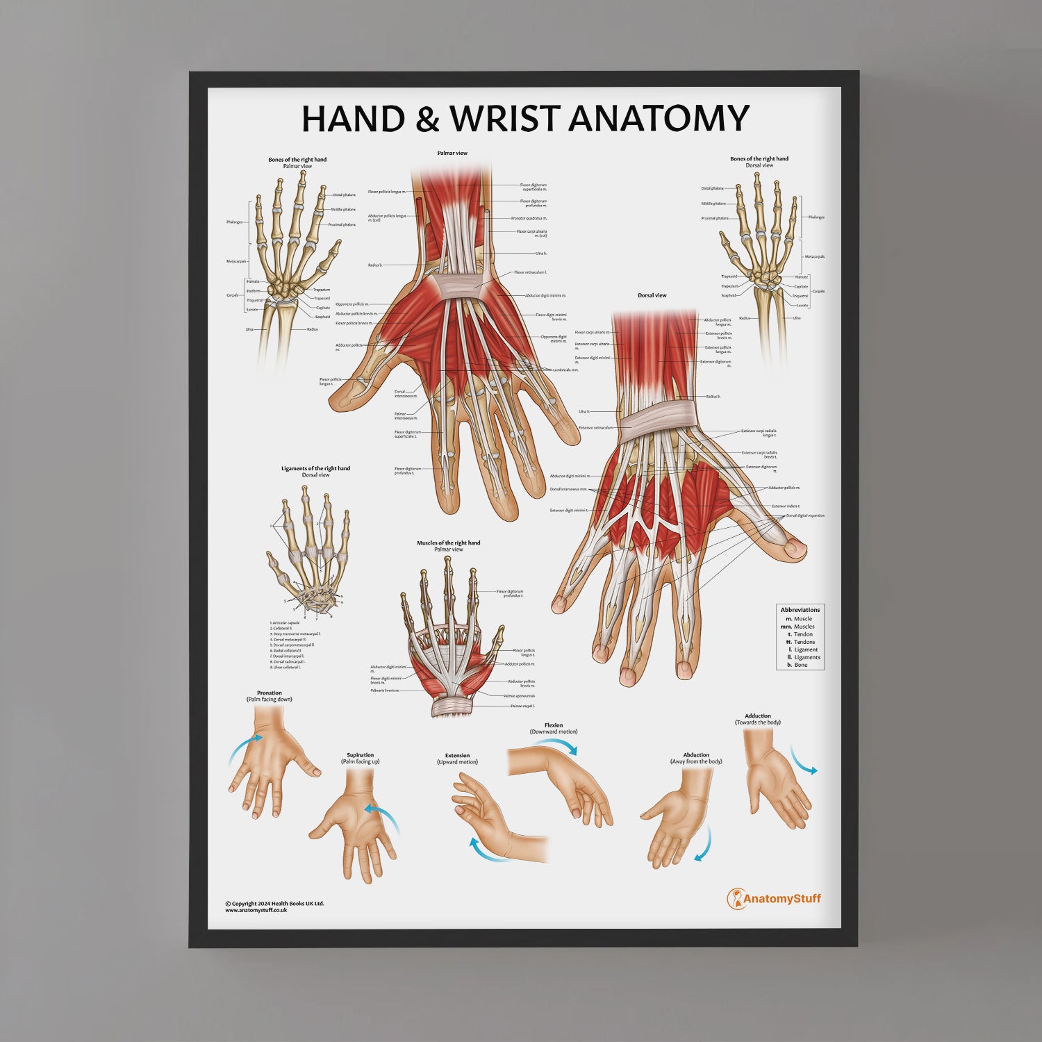 Hand & Wrist Anatomy Chart / Poster