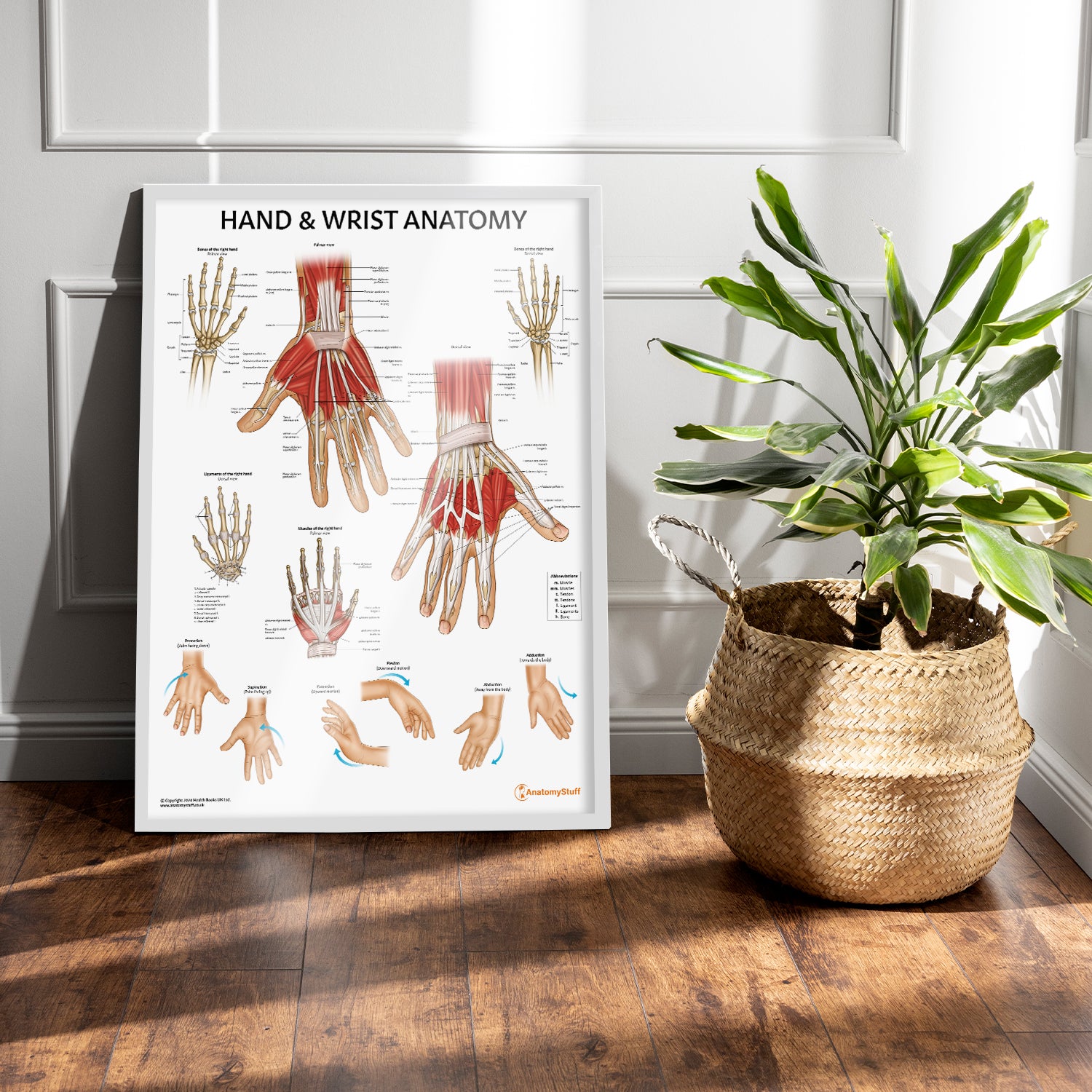 Hand & Wrist Anatomy Chart / Poster