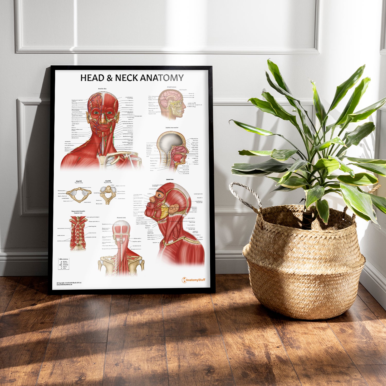 Head & Neck Anatomy Chart / Poster