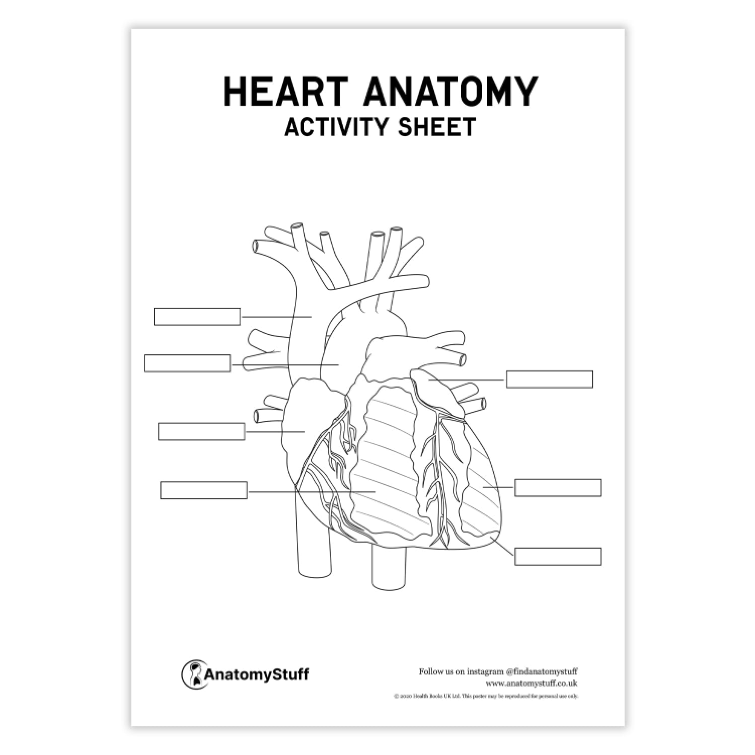 Heart Anatomy Activity Sheet PDF