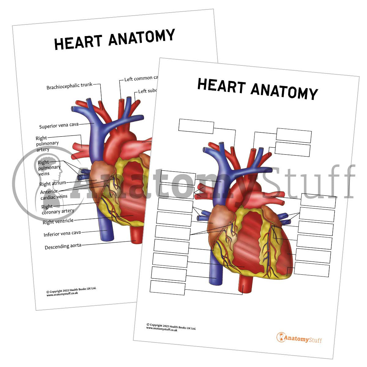 Heart Anatomy Poster / Worksheet (Interactive & Printable PDF)