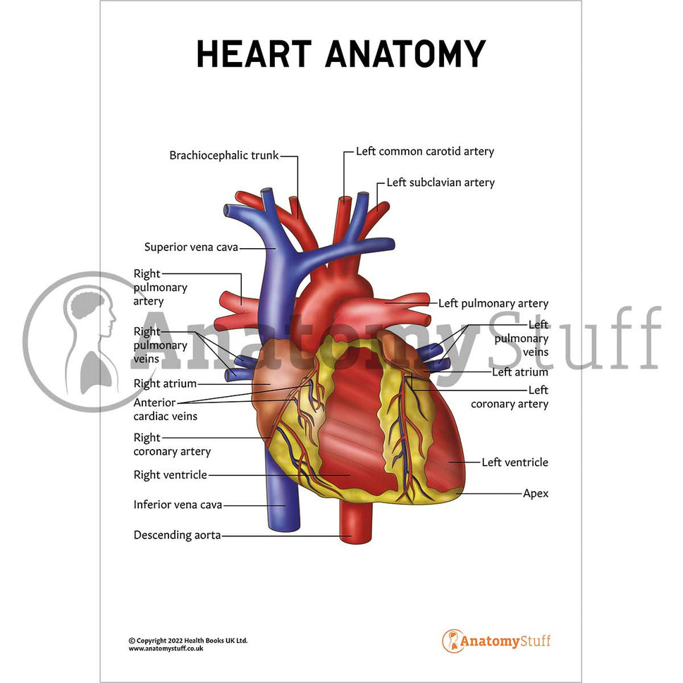 Heart Anatomy Poster / Worksheet (Interactive & Printable PDF)