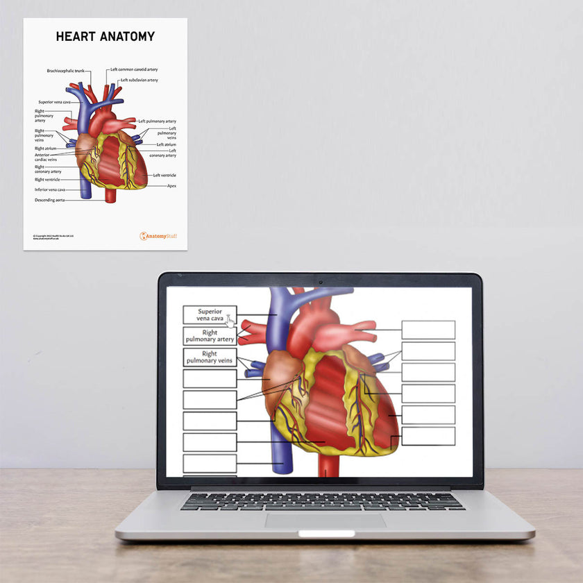 Laptop and Wall Chart Version Of Heart Anatomy Poster / Worksheet – Digital Download