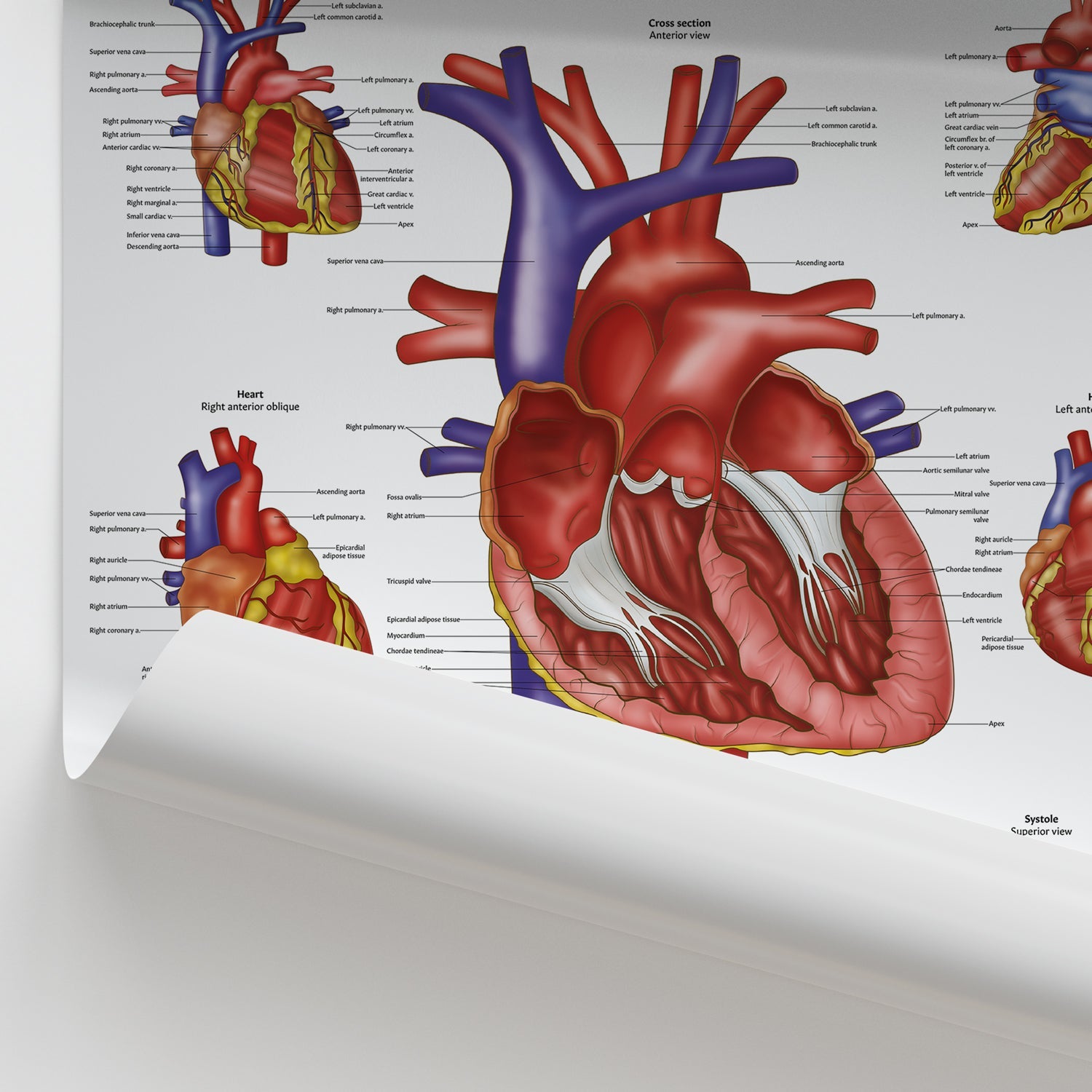 Heart Anatomy Chart / Poster